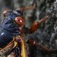 cicada climbing up tree